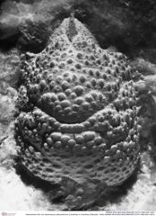 Historisches Foto von Gastrosacus tuberosiformus (Lörenthey in Lörenthey & Beurlen, 1929) (NHMW-AFW-GEO-BACHMAYER-FOTO-1990-0041-0521)